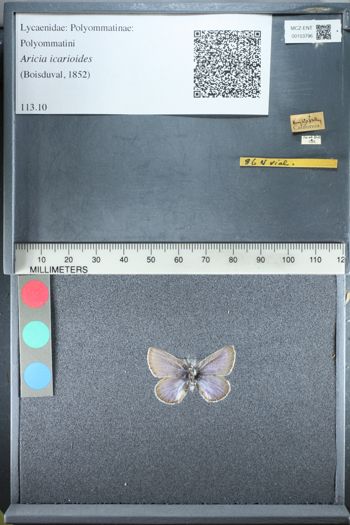 Media type: image;   Entomology 153796